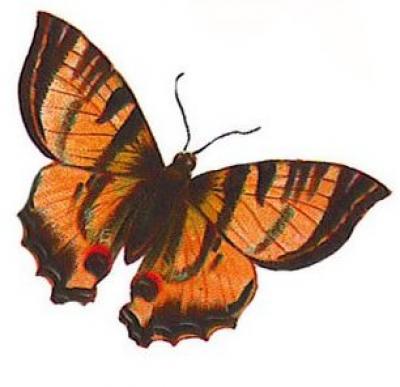 Modles - Papillons - Photo2