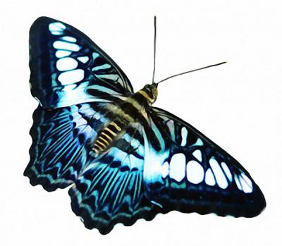 Modles - Papillons - papillon 2