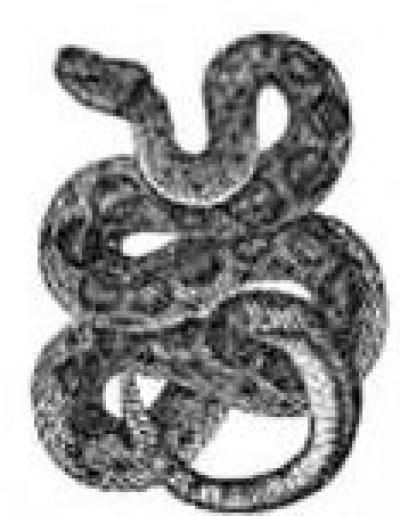 Modles - serpents lzards - Photo15