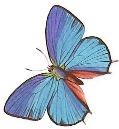 Modles - Papillons - Photo3